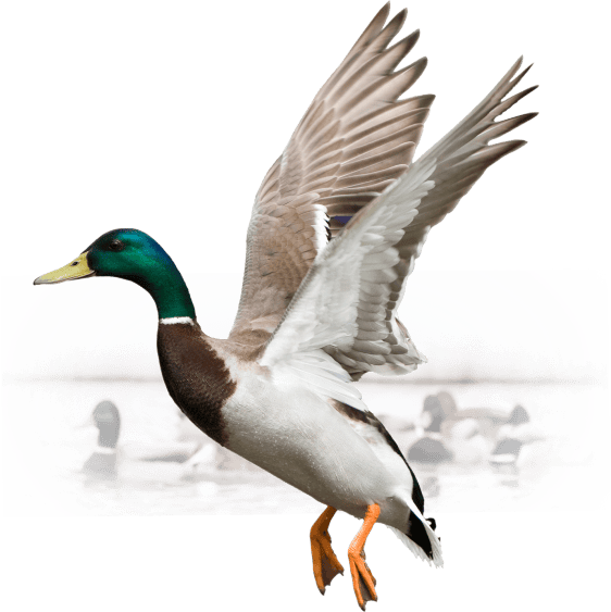 Duck Background Image